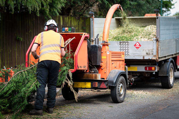 Lawn Renovation and Restoration